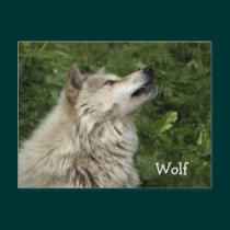 Timber Wolf Grey Wolf Wild Animal Postcards postcards