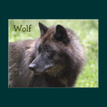 Timber Wolf Grey Wolf Wild Animal Postcards