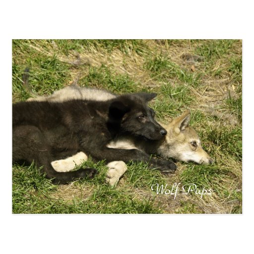 Timber Wolf Pups Animal-lover Postcards