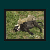 Timber Wolf Pups  Wild Animal Postcards postcards