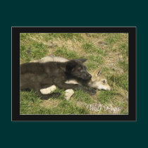 Timber Wolf Pups  Wild Animal Postcards postcards
