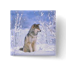 Timber Wolf sitting in the Snow, Canis lupus, Pinback Button