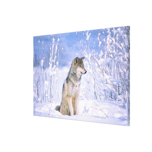 Timber Wolf sitting in the Snow, Canis lupus, Stretched Canvas Prints