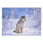 Timber Wolf sitting in the Snow, Canis lupus, Greeting Cards