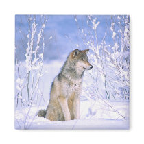 Timber Wolf sitting in the Snow, Canis lupus, Magnets