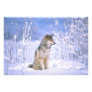 Timber Wolf sitting in the Snow, Canis lupus,