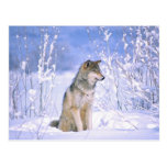 Timber Wolf sitting in the Snow, Canis lupus, Postcards