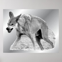Timber Wolf Snarl Poster