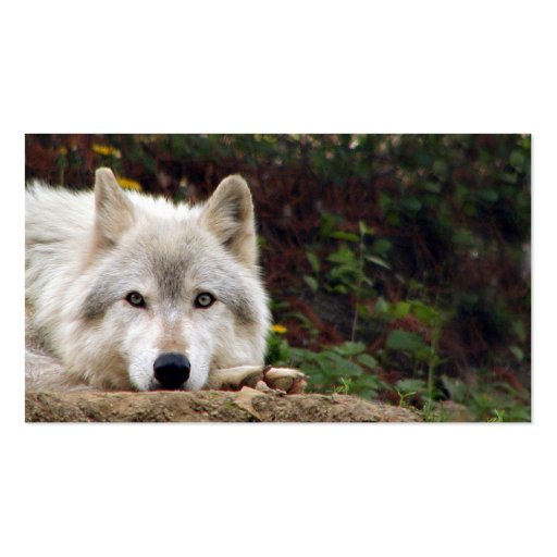 Timber wolf stare business card (front side)