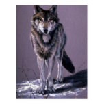 Timber Wolf study Post Cards