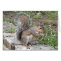 Time for a nibble cards