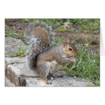 Time for a nibble cards