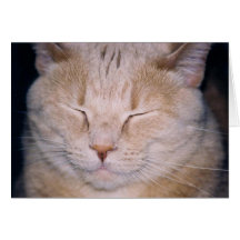 "Time for my close-up!" Cards