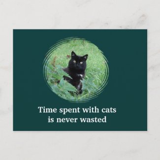 Time Spent With A Curious Black Cat Postcard postcard