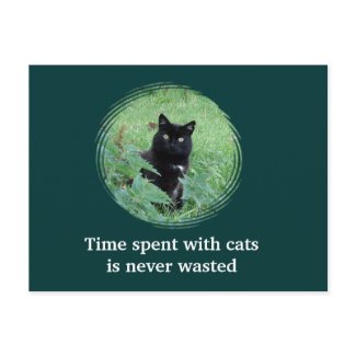 Time Spent With A Curious Black Cat Postcard postcard