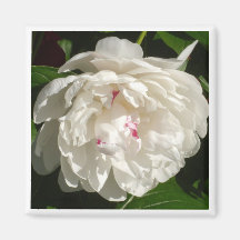 Tinged Red White Peony Refrigerator Magnets