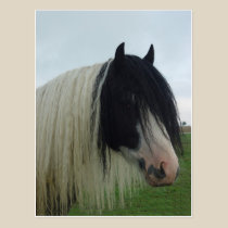Tinker Portrait postcards