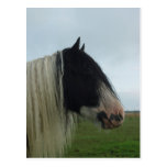 Tinker Profile Portrait Postcards