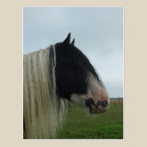 Tinker Profile Portrait postcards