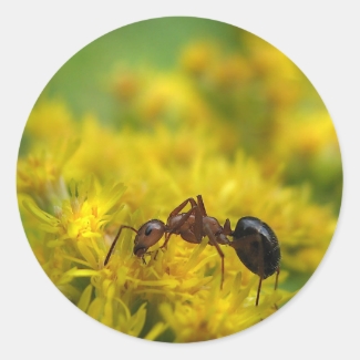 Tiny Ant on Goldenrod