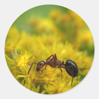 Tiny Ant on Goldenrod