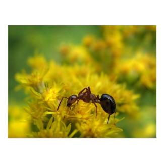 Tiny Ant on Goldenrod