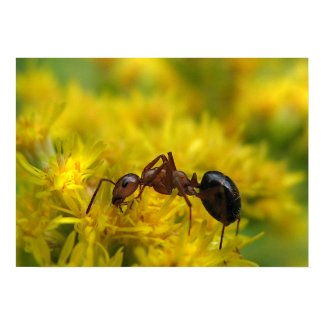 Tiny Ant on Goldenrod print