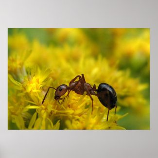Tiny Ant on Goldenrod Posters