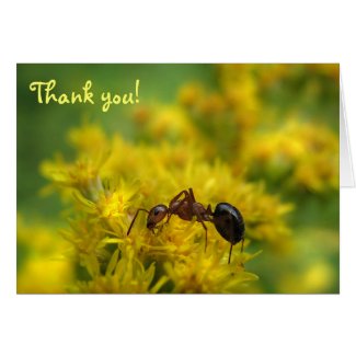 Tiny Ant on Goldenrod Thank You Greeting Cards
