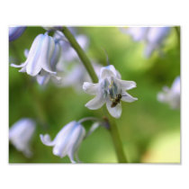 Tiny Bee On Bluebell Flower 10x8 Macro Nature Prin Photo Art