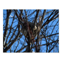 Tiny Bird Nest - Poster posters