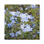 Tiny Blue Flowers Fridge Magnet