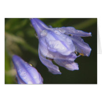 tiny blue lily, wet cards