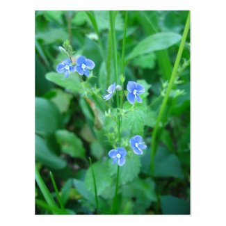 Tiny Blue Wildflowers Post Card