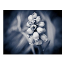 Tiny bulb flowers postcards