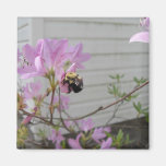 Tiny Bumble Bee Collecting Honey And Pollen From B Magnet