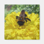 Tiny Bumble Bee Collecting Honey And Pollen From B Magnets