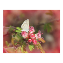 Tiny Butterfly on Pink Flower Postcard postcards