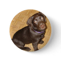 Tiny Chocolate Brown Labrador Puppy buttons by lifesphere Tiny Chocolate Brown Labrador Puppy buttons