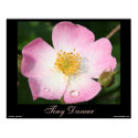 Tiny Dancer - Ballerina Rose Photography Poster posters by time2see Tiny Dancer - Ballerina Rose Photography Poster posters