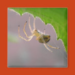 spider, arachnid, insect, leaf, web, spinner,