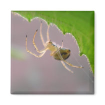 Tiny Desert Spider - Magnet #1
