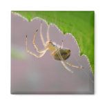 Tiny Desert Spider - Magnet #1