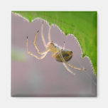 Tiny Desert Spider - Magnet #1