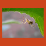 spider, arachnid, insect, leaf, web, spinner,