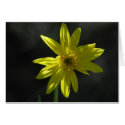 Tiny Flower cards by iiiyaaa Tiny Flower cards