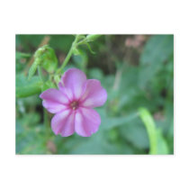 Tiny Flower Postcard