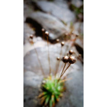 Tiny Flowers