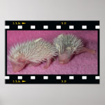 Tiny hedgehog babies posters