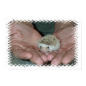 Tiny hedgehog in two hands posters